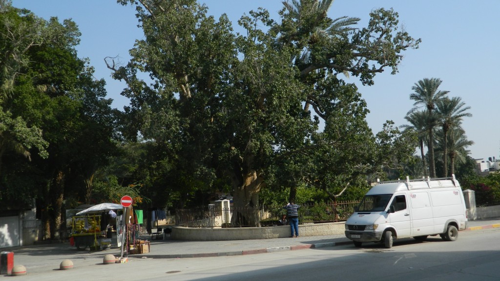 Sycamore tree in Jericho